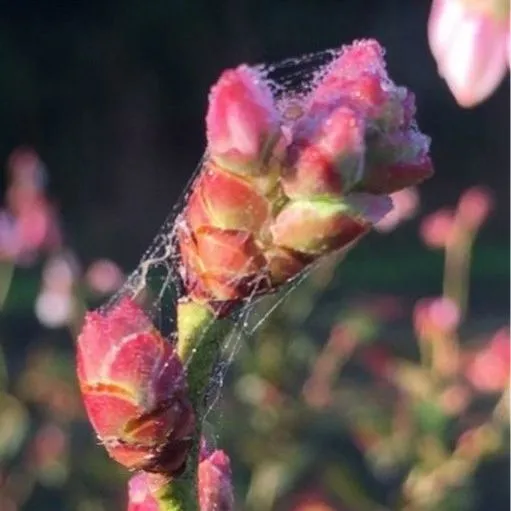 thumbnail for publication: Management of the Blueberry Gall Midge on Southern Highbush Blueberries in Florida